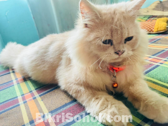 Persian cat (male)